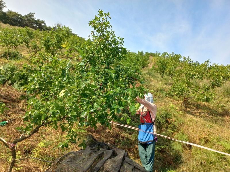 장터 상품 [건대추 (경산대추) 키로당] 썸네일