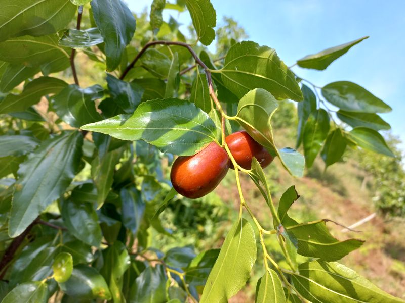 이은숙 님의 장터 판매 상품 [건대추 (경산대추) 키로당] 첨부 사진