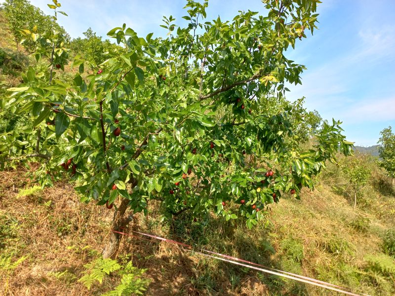 이은숙 님의 장터 판매 상품 [건대추 (경산대추) 키로당] 첨부 사진