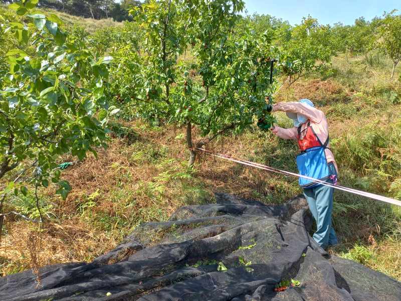 이은숙 님의 장터 판매 상품 [건대추 (경산대추) 키로당] 첨부 사진