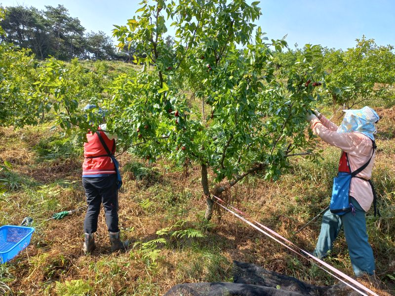 이은숙 님의 장터 판매 상품 [건대추 (경산대추) 키로당] 첨부 사진