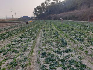 바다진주님의 시금치 · 수확 작성글 사진