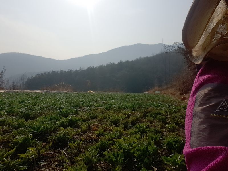 장터 상품 [하동취나물1kg] 썸네일