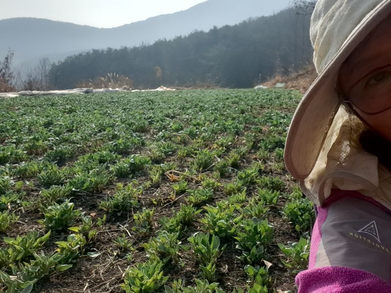 한을미님의 장터 판매 상품 [하동취나물1kg] 첨부 사진