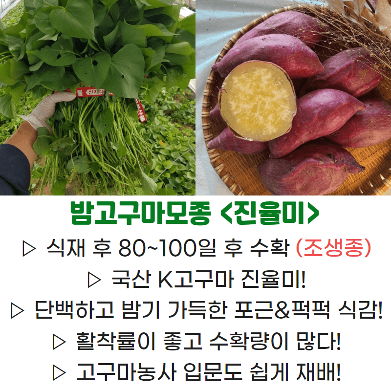 김동수님의 장터 판매 상품 [❗️가격인하❗️익산 1대 고구마모종 1단(95~100주)🍠🌱👍] 첨부 사진