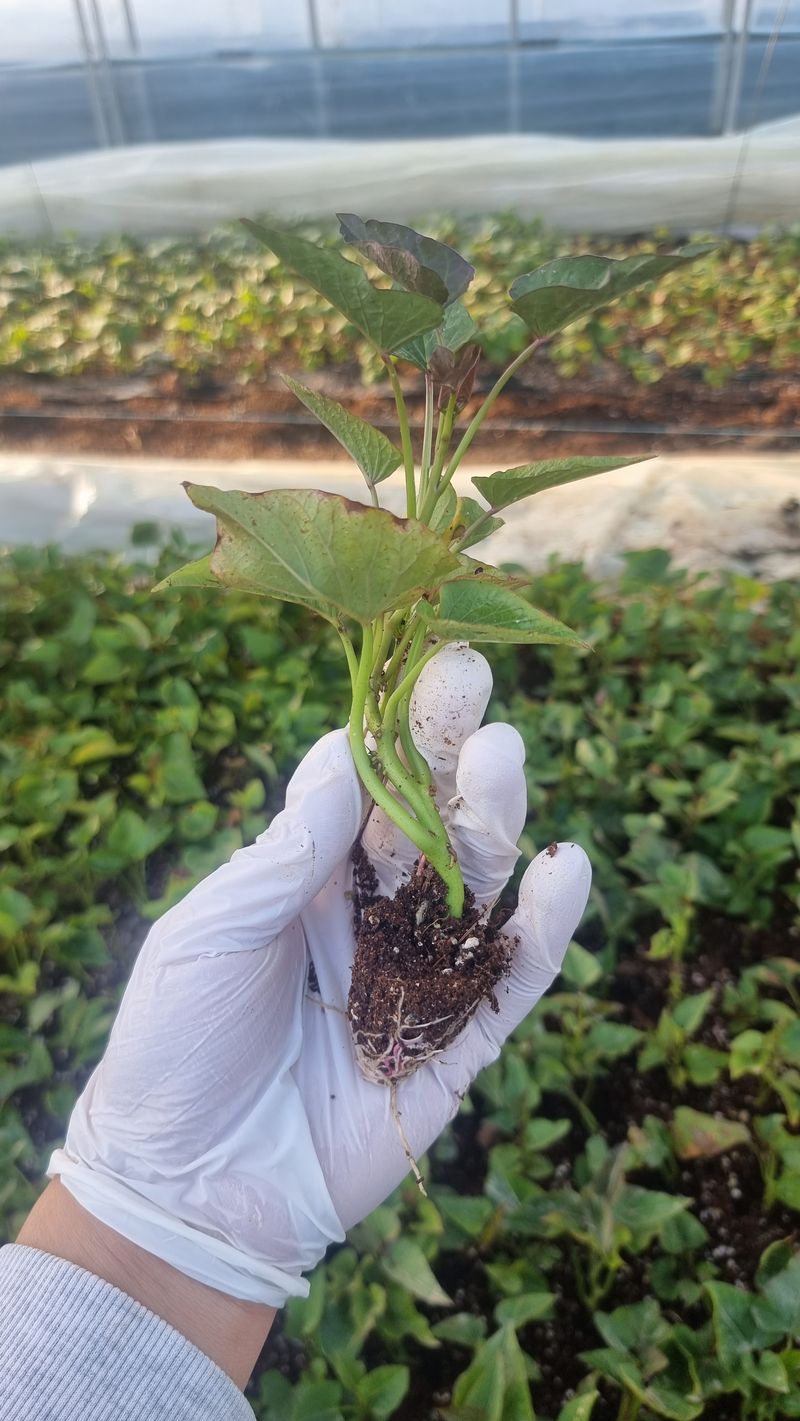 김동수님의 장터 판매 상품 [❗️가격인하❗️익산 1대 고구마모종 1단(95~100주)🍠🌱👍] 첨부 사진