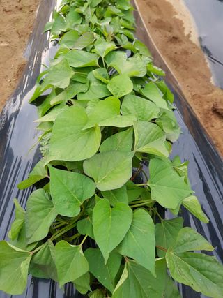 젊은농원 님의 자유주제 · 자유게시판 작성글 사진