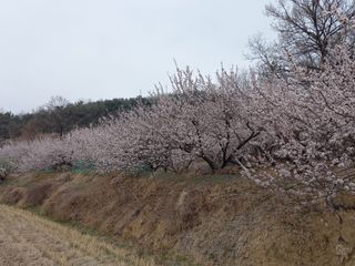 서애 기원님의 자유주제 · 자유게시판 작성글 사진