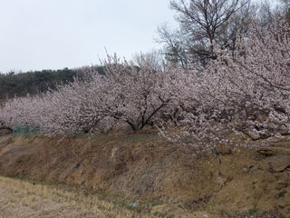 서애 기원님의 자유주제 · 자유게시판 작성글 사진