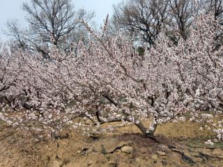 서애 기원님의 자유주제 · 자유게시판 작성글 사진
