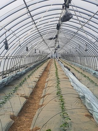 김인선님의 오이 · 자유게시판 작성글 사진