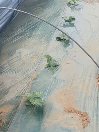 김인선님의 오이 · 자유게시판 작성글 사진