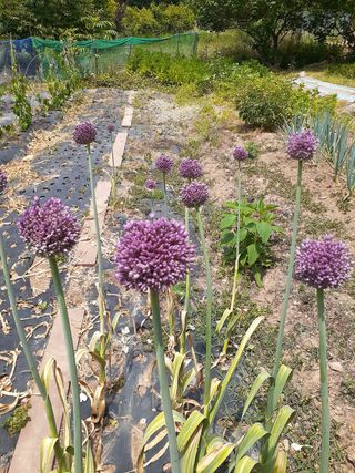 김 영심님의 자유주제 · 사진전 작성글 사진