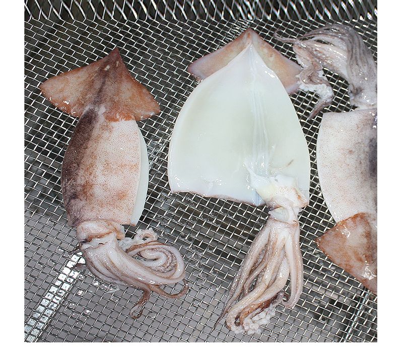 고씨네수산님의 장터 판매 상품 [제주 손질 오징어 3마리] 첨부 사진