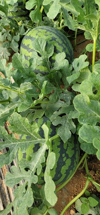 진시황님의 자유주제 · 자유게시판 작성글 사진