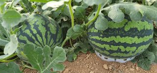 진시황님의 자유주제 · 자유게시판 작성글 사진