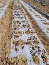 팜모닝 옥수수·자유게시판 게시글 이미지