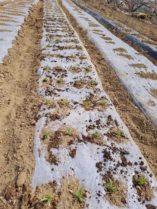 장세만 님의 옥수수 · 자유게시판 작성글 사진