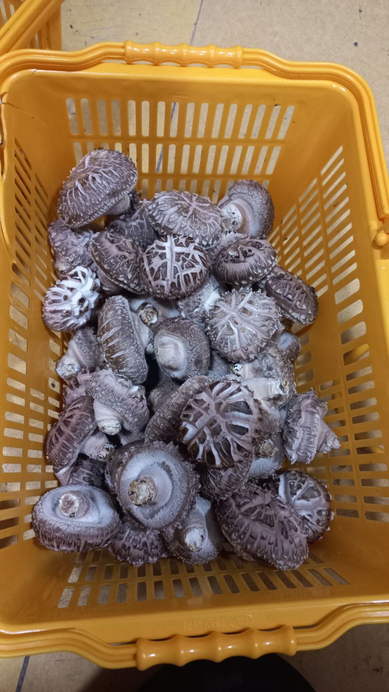 장터 상품 [표고버섯 화고 팔아요] 썸네일