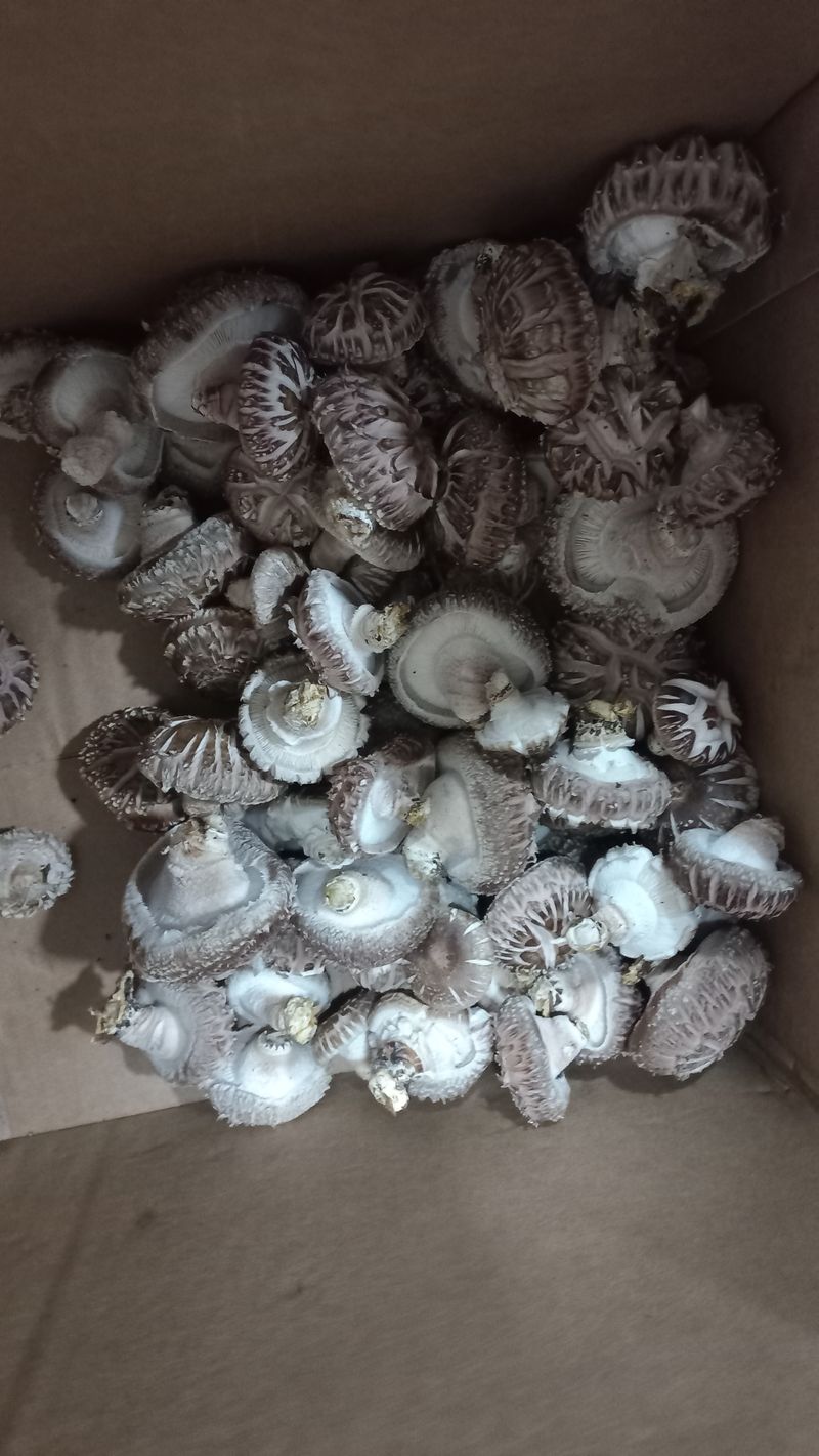 시금치3706님의 장터 판매 상품 [표고버섯 화고 팔아요] 첨부 사진