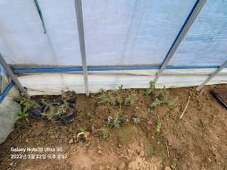 조명희님의 자유주제 · 사진전 작성글 사진