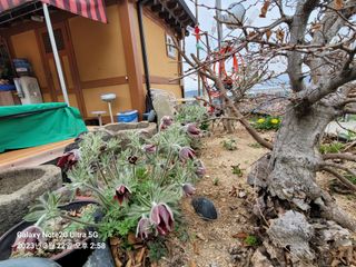 조명희님의 자유주제 · 사진전 작성글 사진