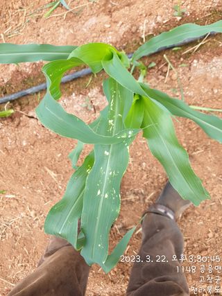 윤여남님의 옥수수 · 병해충상담 작성글 사진