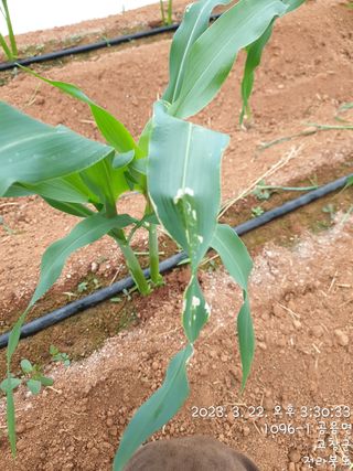 윤여남님의 옥수수 · 병해충상담 작성글 사진