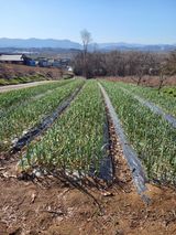 팜모닝 사과·병해충상담 게시글 이미지