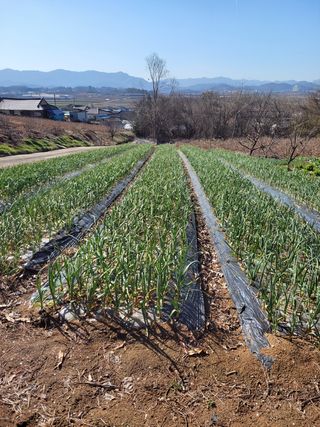 실버농부님의 사과 · 병해충상담 작성글 사진