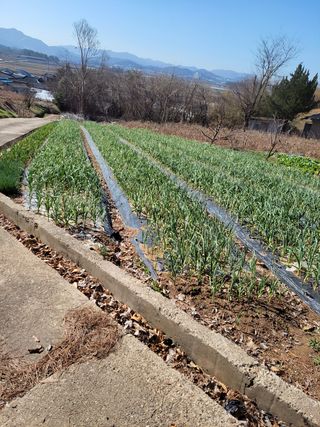 실버농부님의 사과 · 병해충상담 작성글 사진