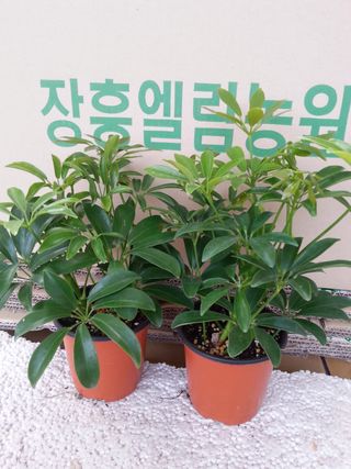 장흥엘림농원의배달기님의 자유주제 · 사진전 작성글 사진