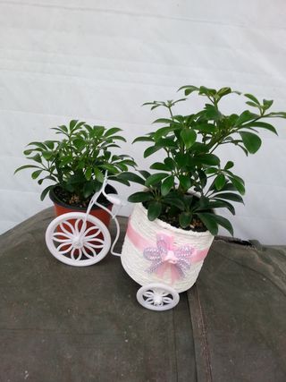 장흥엘림농원의배달기님의 자유주제 · 사진전 작성글 사진