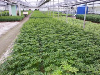 장흥엘림농원의배달기님의 자유주제 · 사진전 작성글 사진