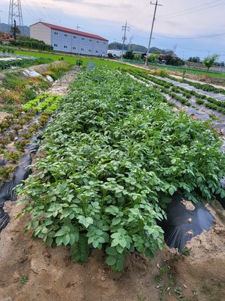 박순례님의 자유주제 · 사진전 작성글 사진
