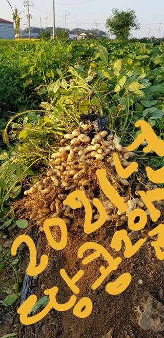 박순례님의 자유주제 · 사진전 작성글 사진