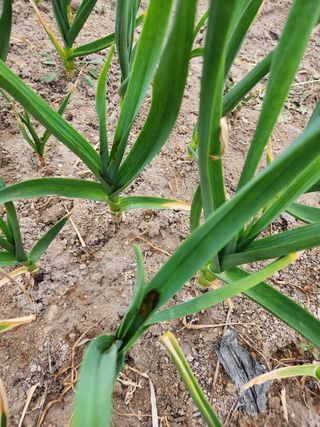 kis님의 마늘 · 비료•농약 작성글 사진