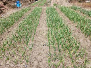 kis님의 마늘 · 비료•농약 작성글 사진