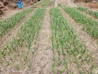 kis님의 마늘 · 비료•농약 작성글 사진