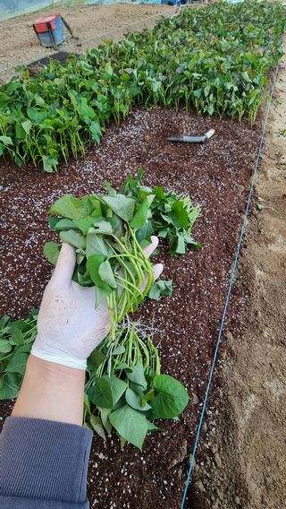 김동수님의 고구마 · 자유게시판 작성글 사진