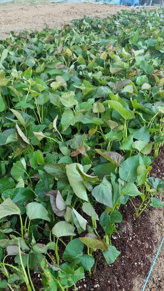 김동수님의 고구마 · 자유게시판 작성글 사진