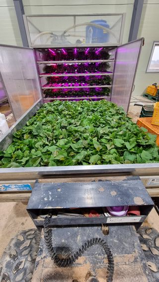 김동수님의 고구마 · 자유게시판 작성글 사진