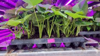 김동수님의 고구마 · 자유게시판 작성글 사진