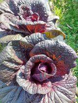 팜모닝 자유주제·사진전 게시글 이미지