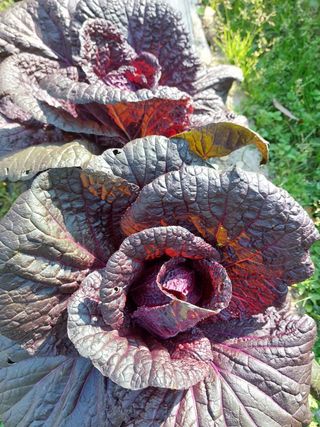 안수복님의 자유주제 · 사진전 작성글 사진