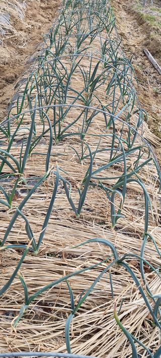 대삼팜스빌리지님의 양파 · 자유게시판 작성글 사진