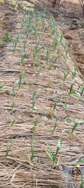 대삼팜스빌리지님의 양파 · 자유게시판 작성글 사진