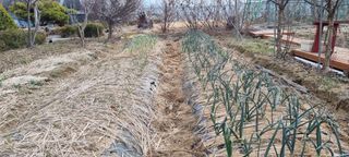 대삼팜스빌리지님의 양파 · 자유게시판 작성글 사진