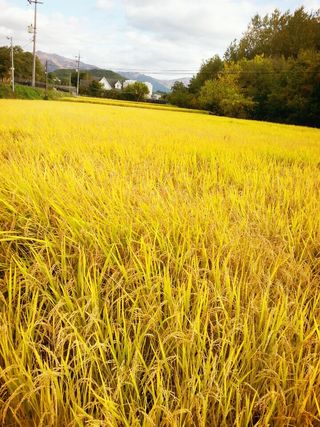 무쏘 72님의 벼 · 자유게시판 작성글 사진