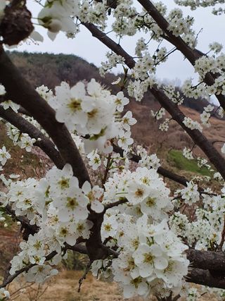 매실향기차향기님의 자유주제 · 사진전 작성글 사진